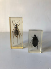 Load image into Gallery viewer, Vintage Beetle Resin Block