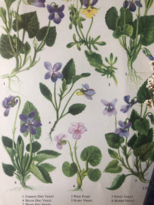 Vintage Botanical Print, Wild Pansy