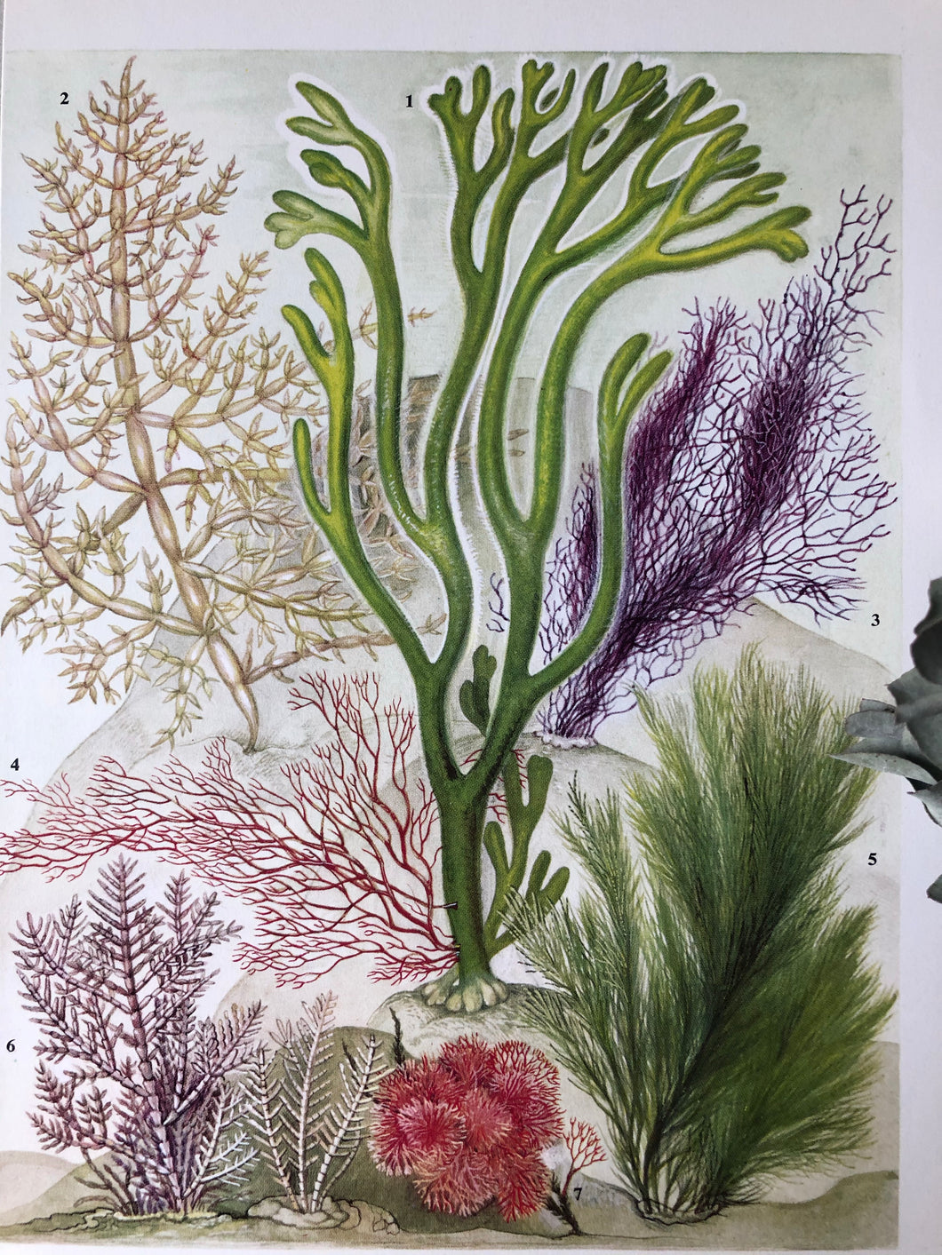 1960s Botanical Sea Plant Bookplate
