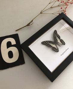 Vintage Framed Butterfly, Graphium Doson