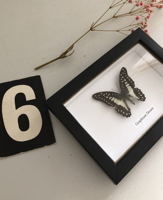 Vintage Framed Butterfly, Graphium Doson