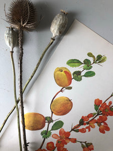 Original Apricot Tree print/Bookplate