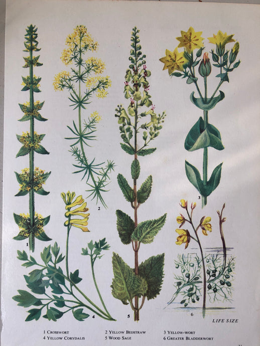 Vintage Yellow Flower bookplate, Wood Sage