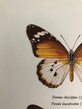 Load image into Gallery viewer, Original Butterfly Bookplate, Danaus Chrysippus