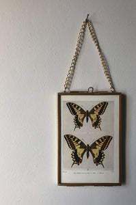 NEW - Framed 1920's Butterfly Bookplate, Swallow-tail