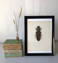 Load image into Gallery viewer, Vintage Lithograph Bug Print
