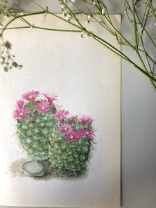 1950s Botanical Cacti Print, Double Pink