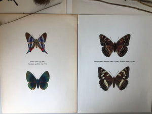 Pair of Vintage Butterfly Bookplates / Prints, Diorina psecas