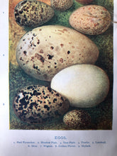 Load image into Gallery viewer, 1920s Original Bookplate, Eggs - Skylark