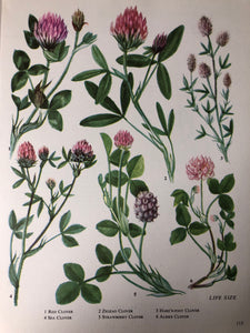 1960s Botanical Print, Sea Clover
