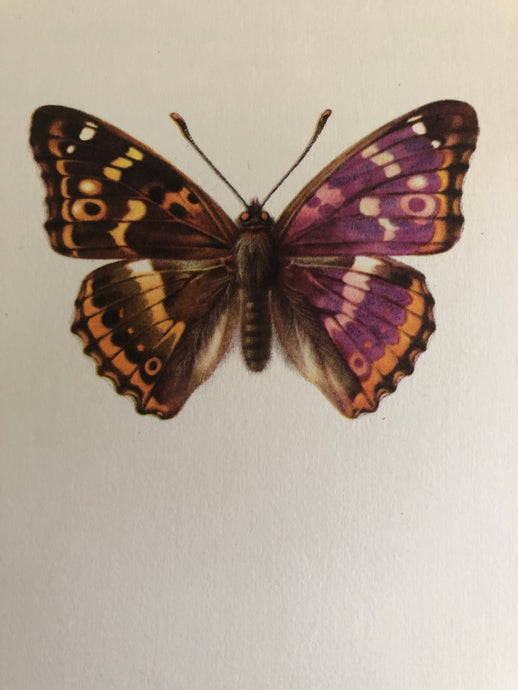 Original Butterfly Bookplate, Apatura Iris