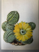 Load image into Gallery viewer, 1950s Botanical Cacti Print, Yellow