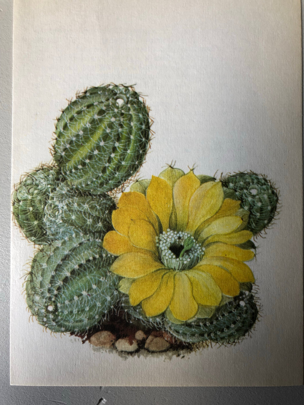 1950s Botanical Cacti Print, Yellow