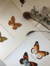 Load image into Gallery viewer, Pair of Vintage Butterfly Bookplates / Prints, Argynnis paphia