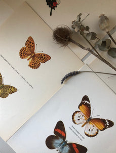 Pair of Vintage Butterfly Bookplates / Prints, Argynnis paphia