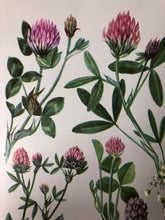 Load image into Gallery viewer, 1960s Botanical Print, Sea Clover
