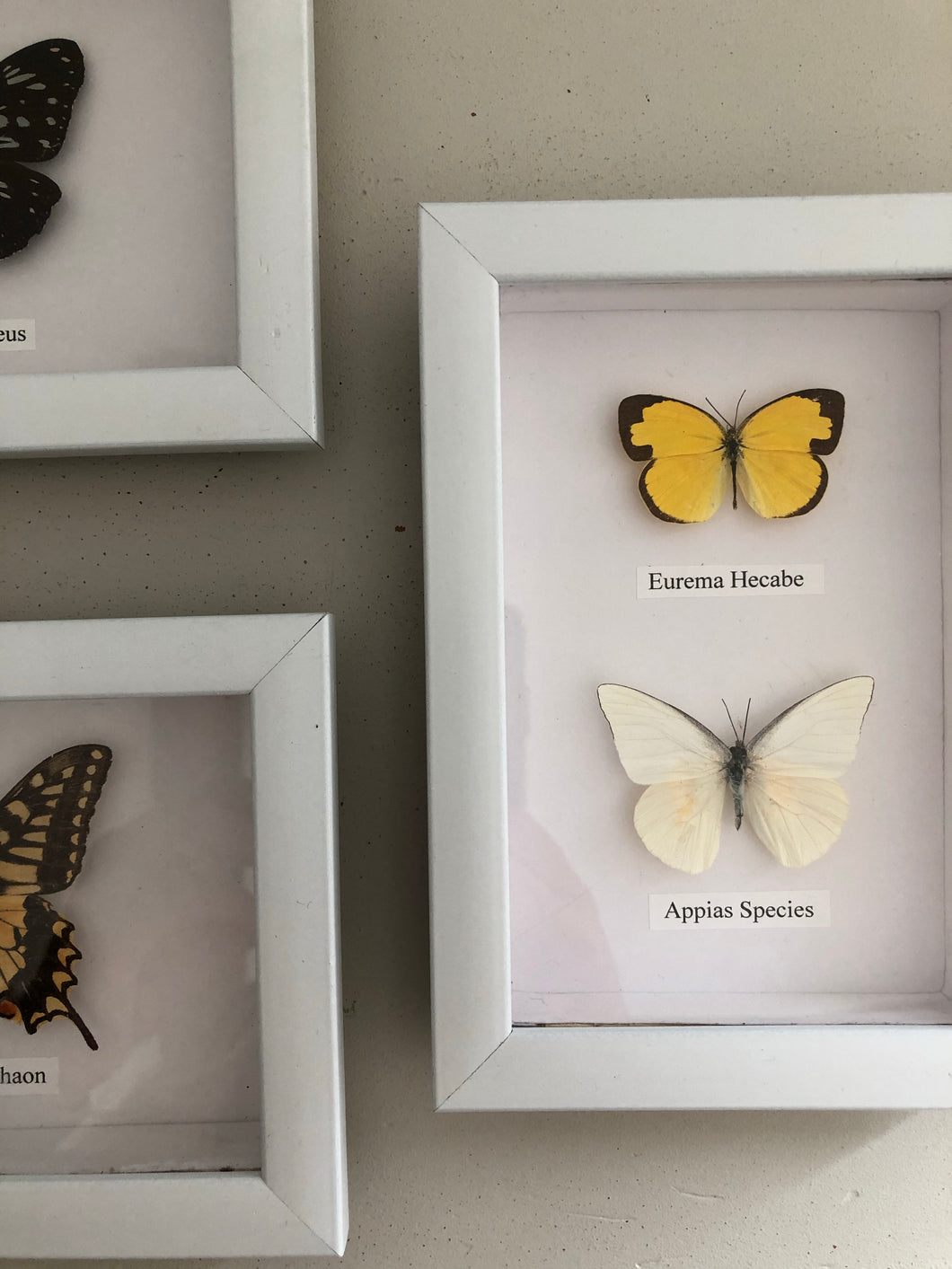 Two Vintage Framed Butterflies
