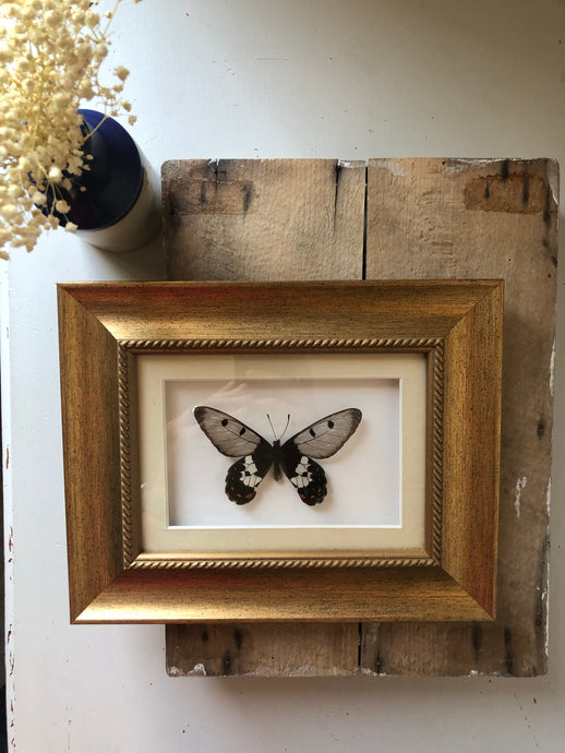 Framed Vintage Butterfly
