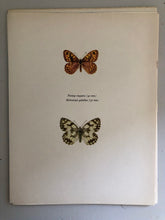 Load image into Gallery viewer, Original Butterfly Bookplate, Parage Megaera