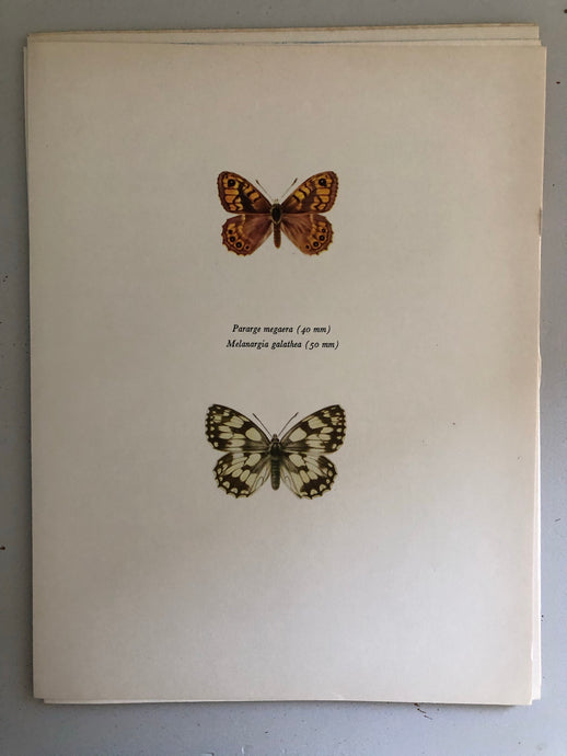 Original Butterfly Bookplate, Parage Megaera