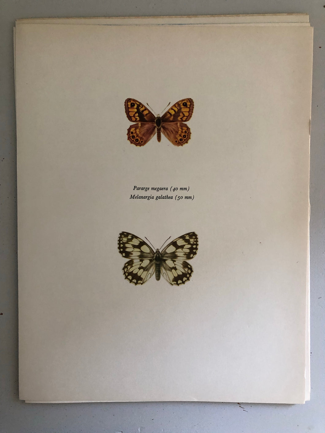 Original Butterfly Bookplate, Parage Megaera