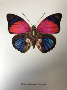 Original Butterfly Bookplate, Agrias Sardanapalus