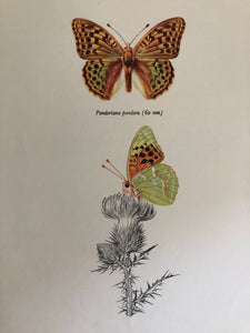 Original Butterfly Bookplate, Pandoriana