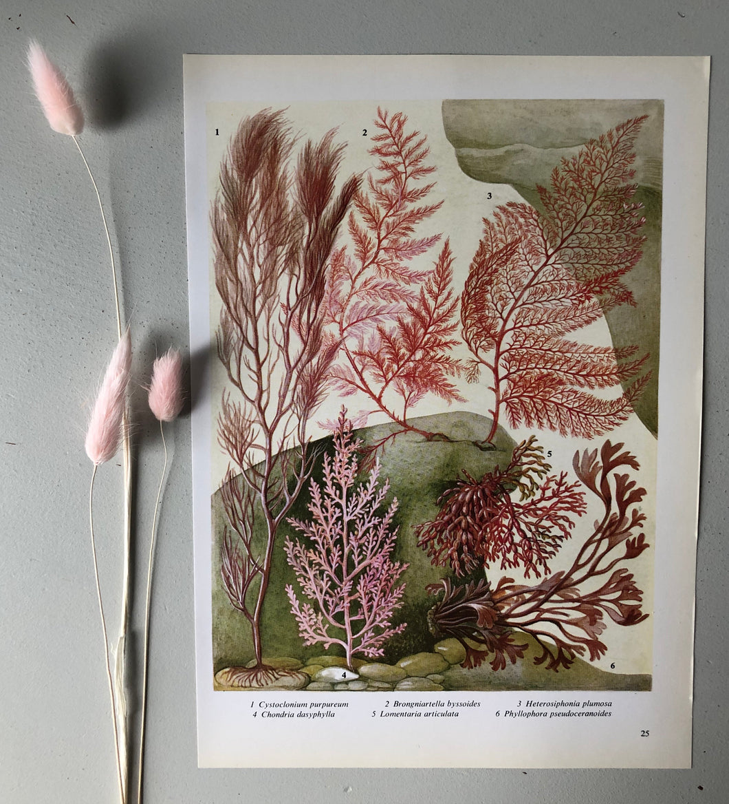 1960s Botanical Sea Plant Bookplate, Pink