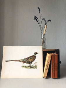 1960s bookplate / original print of a Pheasant