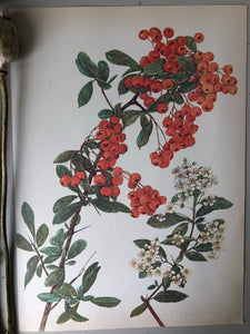 Original Red Berry Bookplate
