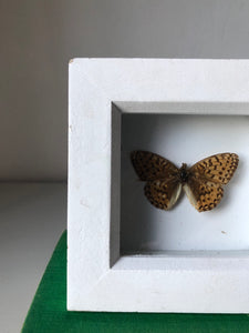 Small Vintage Butterfly in White Box Frame