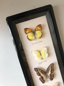 Set of four Antique Framed Vintage Butterflies