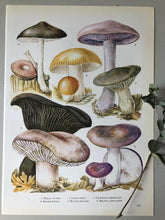 Load image into Gallery viewer, Vintage Mushroom Print, Lapista Nuda