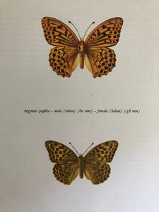 Original Butterfly Bookplate, Argynnis paphia