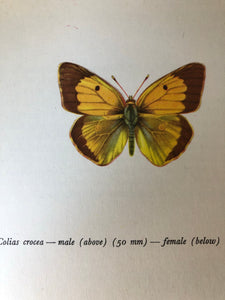 Pair of Vintage Butterfly Bookplates / Prints, Colias Crocea
