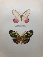 Load image into Gallery viewer, Original Butterfly Bookplate, Heliconius Amazona