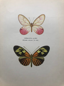 Original Butterfly Bookplate, Heliconius Amazona