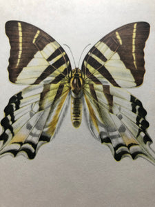 Vintage Butterfly Print, Graphium Androcles