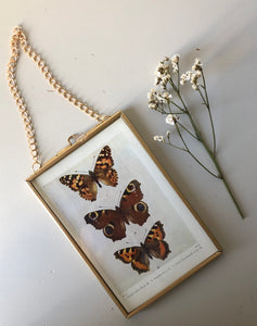 NEW - Framed 1920's Butterfly Bookplate, Peacock