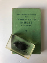 Load image into Gallery viewer, Observer Book of Common Insects and spiders
