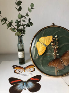 Vintage Butterfly hanging