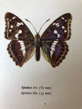 Load image into Gallery viewer, Pair of Vintage Butterfly Bookplates / Prints, Callitaera Pireta