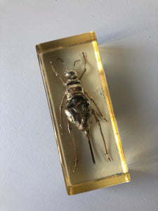 Vintage Insect Resin Block