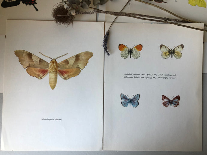 Pair of Vintage Butterfly Bookplates / Prints, Marumba quercus