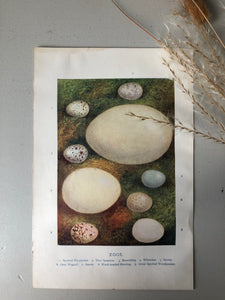 1920s Original Bookplate, Eggs - Tree Sparrow