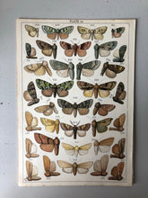 Load image into Gallery viewer, Original Butterfly/Moth Bookplate, Plate 15