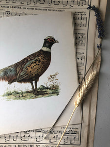 1960s bookplate / original print of a Pheasant