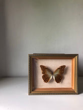 Load image into Gallery viewer, Vintage Butterfly Frame
