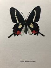Load image into Gallery viewer, Vintage Butterfly Print, Papilio Lisythous