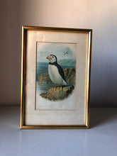 Load image into Gallery viewer, Antique Puffin Lithograph